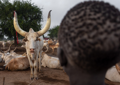 Long horns cows in a Mundari tribe camp, Central Equatoria, Terekeka, South Sudan