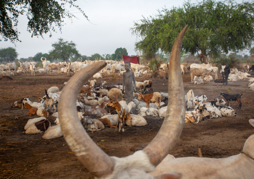 Long horns cows in a Mundari tribe camp, Central Equatoria, Terekeka, South Sudan