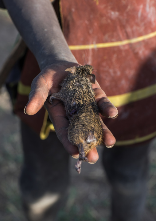 Mundari tribe boy showing a rat he hunted with a bow, Central Equatoria, Terekeka, South Sudan