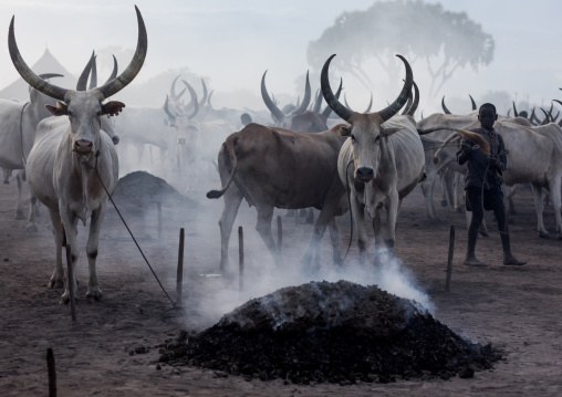 Long horns cows in a Mundari tribe camp gathering around bonfires to repel mosquitoes and flies, Central Equatoria, Terekeka, South Sudan