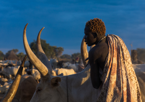 Mundari tribe man covering his cow in ash to repel flies and mosquitoes, Central Equatoria, Terekeka, South Sudan