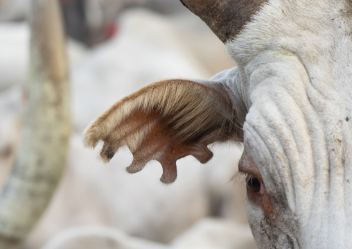 Long horns cow cuttings of the ear decoration and ownership marks in Mundari tribe, Central Equatoria, Terekeka, South Sudan