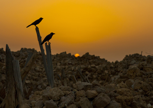 Sudan, Port Sudan, Suakin, birds on a ruined ottoman coral buildings