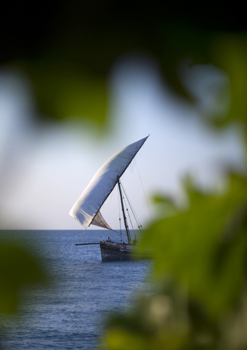 Dhow in zanzibar, Tanzania