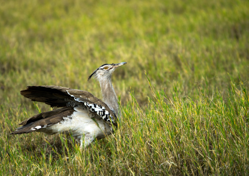 Tanzania, Arusha Region, Ngorongoro Conservation Area, kori bustard (ardeotis kori)