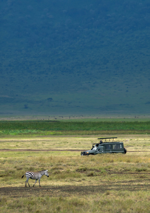 Tanzania, Arusha Region, Ngorongoro Conservation Area, zebra (equus burchellii)