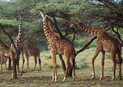 Tanzania, Arusha Region, Ngorongoro Conservation Area, giraffe (giraffa camelopardalis)