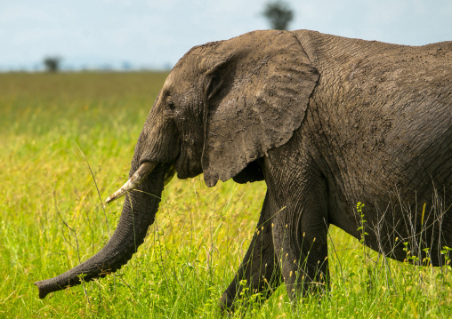 Tanzania, Mara, Serengeti National Park, african elephant (loxodonta africana)