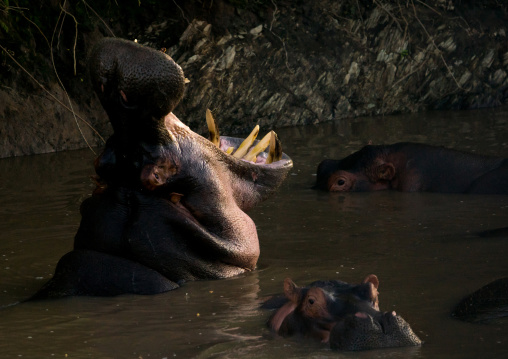 Tanzania, Mara, Serengeti National Park, hippopotamus (hippopotamus amphibius) yawning