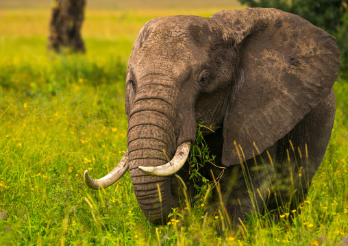 Tanzania, Mara, Serengeti National Park, african elephant (loxodonta africana)